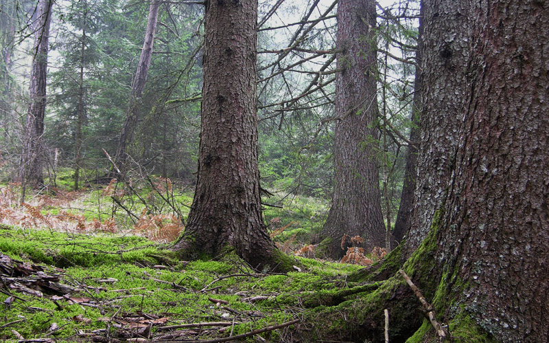 Giro in abetaia e pineta.